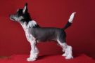 TnTcrested April Rain Chinese Crested