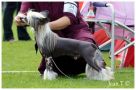 Proud Pony You May Look Chinese Crested