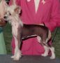 Gingery's Quasar Chinese Crested