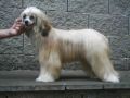 Eloire du Jardin Al Maarii Sapphire Chinese Crested