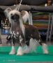Volshebnaja Loshadka Shalimar Chinese Crested