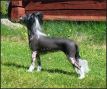 Bellatrix Luckycharm Cassiopeia Chinese Crested