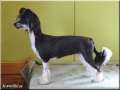 How Wilful Chinese Carat Chinese Crested