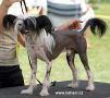 Newbourne Jumping Jack Flash Chinese Crested