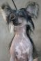 Hysterics, Sounds Great de Fageiro Chinese Crested