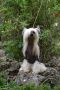 Djek-pott Iz Goroda Slavy Chinese Crested