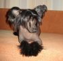 Atlant Kordiall Infanta Ell Granto Chinese Crested