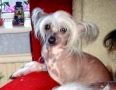 Yorcrechi's A Fine Tradition Chinese Crested