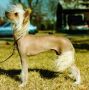 CH Gingery's Truffles 'N' Cream DOM Chinese Crested