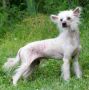 Jokima Jack In The Green Chinese Crested