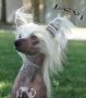  Tricreek's  It's All Above the Clouds Chinese Crested