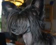 Beauty of XLNZ One and only Chinese Crested