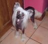 Treasured Precession From Zucci Chinese Crested