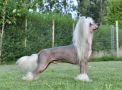 Speechless The Greatest Showman Chinese Crested