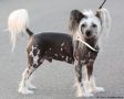 Secret Line's Secret Warlord Chinese Crested
