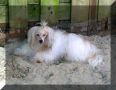 Marijo's White Knight Chinese Crested