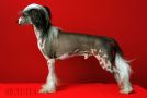 Louis von Shinbashi Chinese Crested
