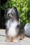 Forseti's Electric Jam Chinese Crested