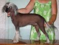 Strong Style Zanzibar Black Konsul Chinese Crested