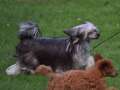 Xodix Dancing Spirit Chinese Crested