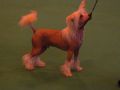 Doucai's Heir Apparent Chinese Crested