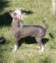 Sippelins Ghost Whisperer Chinese Crested