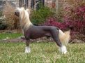 Sarachi Start Of A Legend Chinese Crested