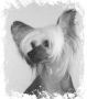 Eugenios Blue Moon Chinese Crested