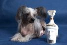 Moonswift Sparkling Dove Chinese Crested