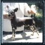 Silver Bluff Moo Mesa Chinese Crested