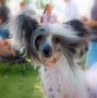 CedarFrost Sizzle Chinese Crested