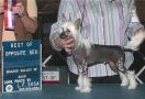 Leaning Oaks Way To Go Chinese Crested