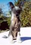 Bohemian Rhapsody de GabriTho Chinese Crested