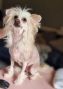 Rawspirit Low Frequency Chinese Crested