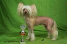 Magic Carpet's Gold Label Chinese Crested