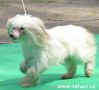 Halucygen-Haszysz Dew Chinese Crested