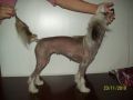 Fantastik Kashmir Batterflyai Chinese Crested