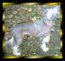 Dolce Vita Of Honeycroft Chinese Crested