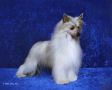 Olivera's Shade Of Immortality Chinese Crested