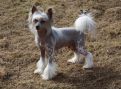Secret Pan I Wladca Chinese Crested
