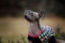 Absolute Souls Merengue Chinese Crested