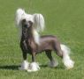 Twice as Nice Hellucination Chinese Crested