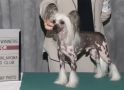 Wind's A Little Daredevil In Me Chinese Crested