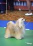 Apriori Vip Vencedora Chinese Crested
