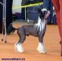 Goldenberry Orca Chinese Crested