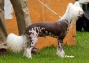Mooncrest Commander Keen Chinese Crested