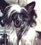 Kalypso's Storm Warnin'Of Azur Chinese Crested