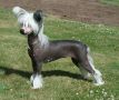 Proud Pony Release Me Chinese Crested