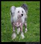 Cute Little Twinkle von Shinbashi Chinese Crested