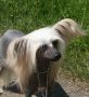 Habiba The Great Pretender Chinese Crested